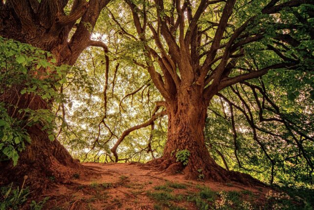 Natur tut gut – und das nicht nur dem Körper