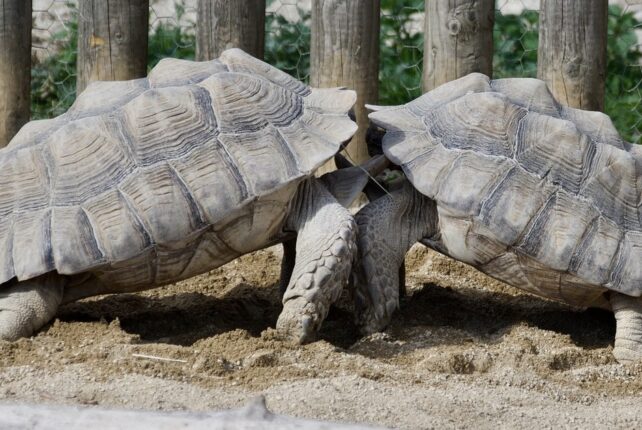 Stärken nutzen, Sinn finden und positiv altern: Was Wohlbefinden im Alter stärkt