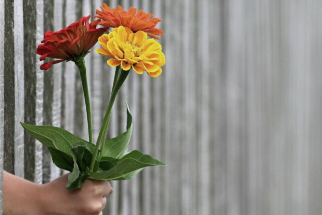 Blumen für die Seele